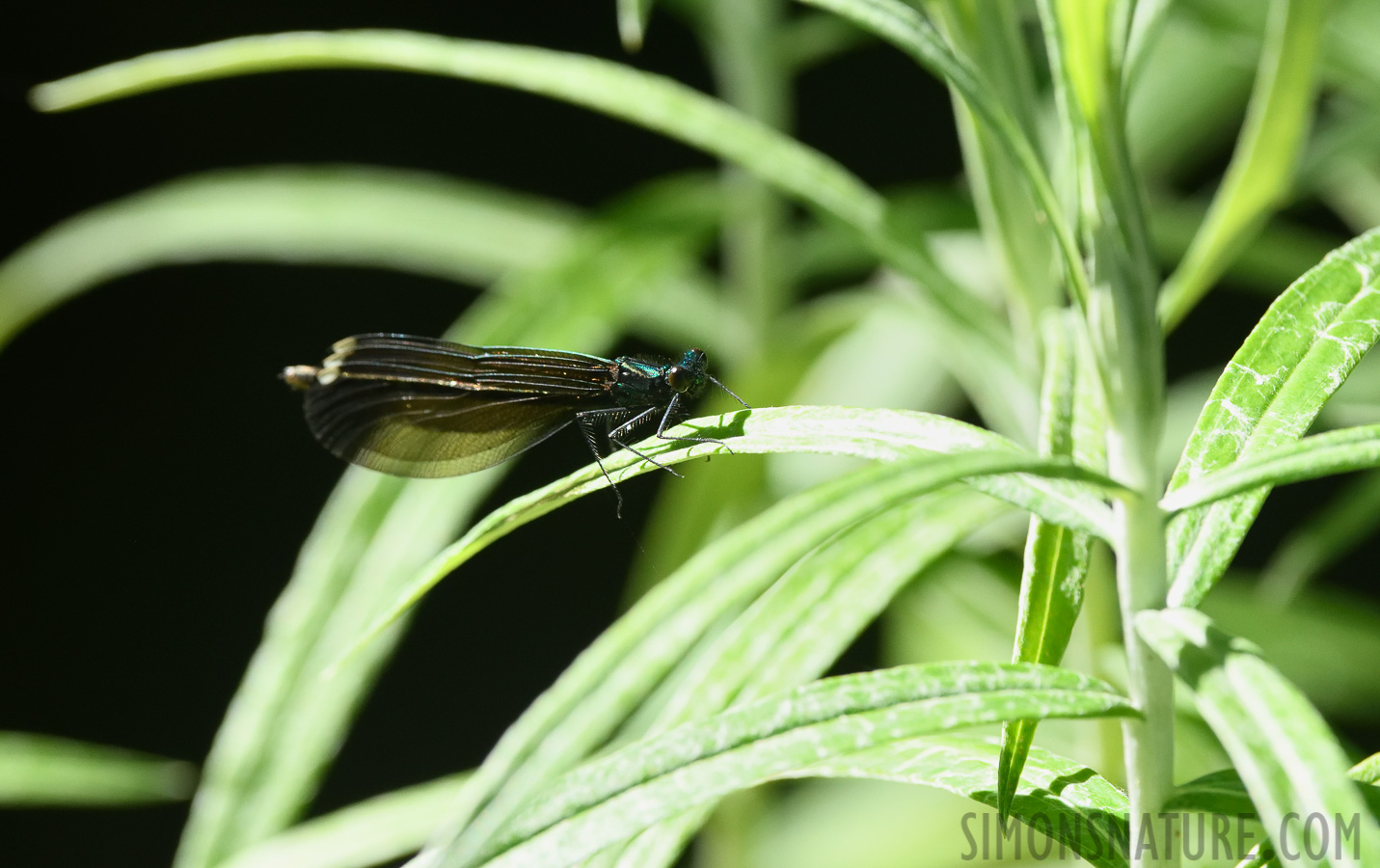 Calopteryx maculata [400 mm, 1/1000 sec at f / 8.0, ISO 1600]